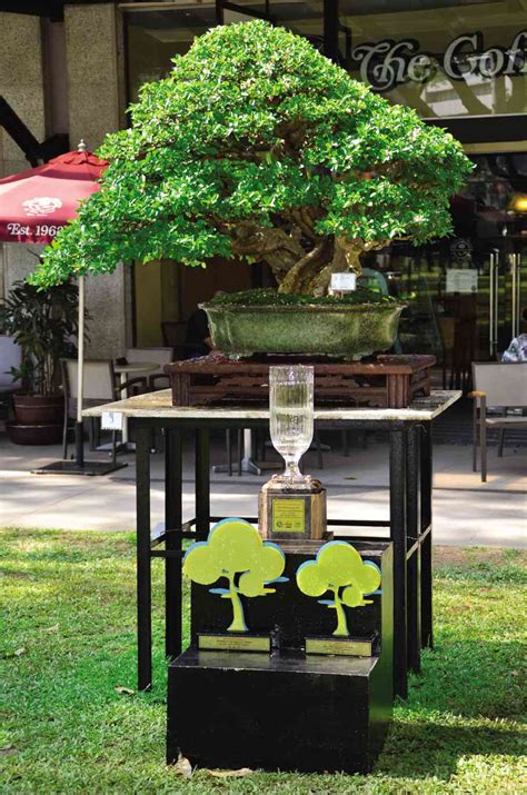 ‘Bantigue’ still the most popular bonsai tree in the country.